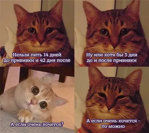 Кошки и прививка от бешенства
