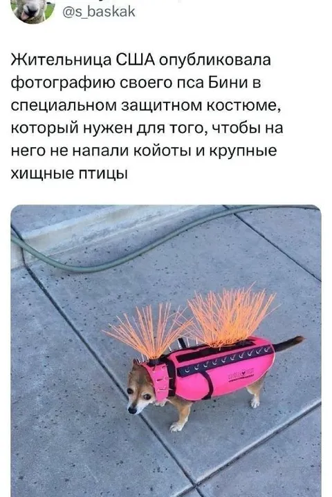 Собака в защитном костюме