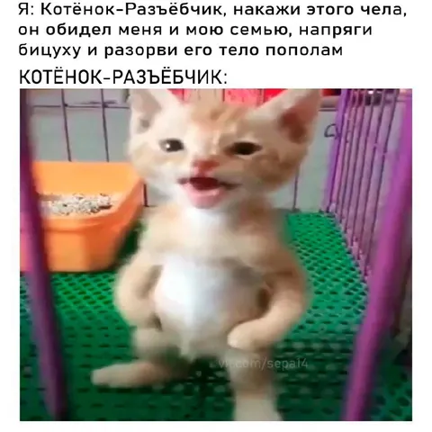 Котёнок-разъёбчик мстит обидчику