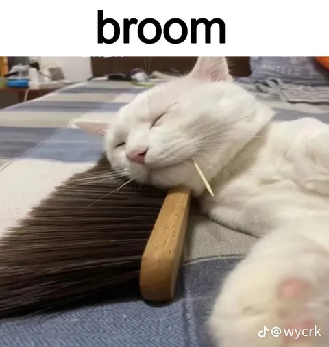 Cat Sleeping on a Broom