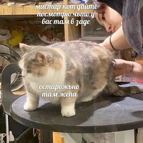 Кот предупреждает про жену
