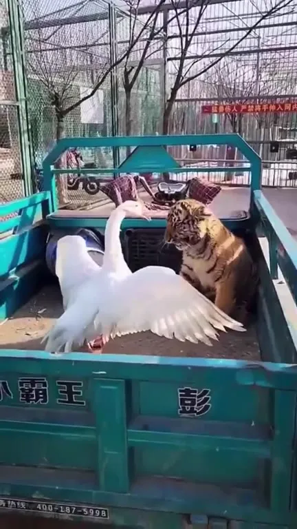 Do Not Come Goose and Tiger