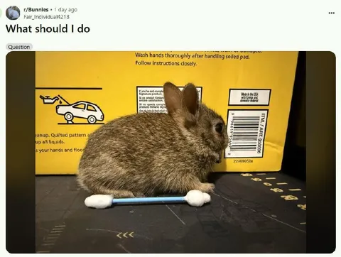 Rabbit With a Tiny Splint
