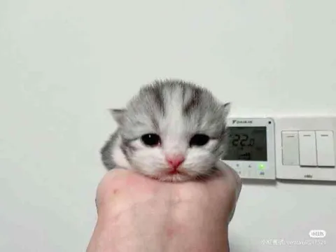 Грустный котёнок на руке