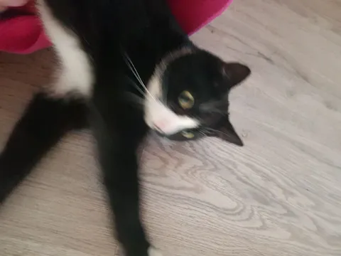 Кот лежит на полу