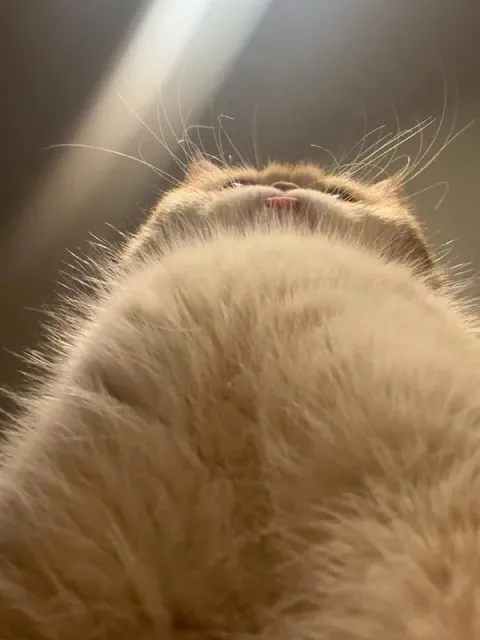 Кот смотрит снизу