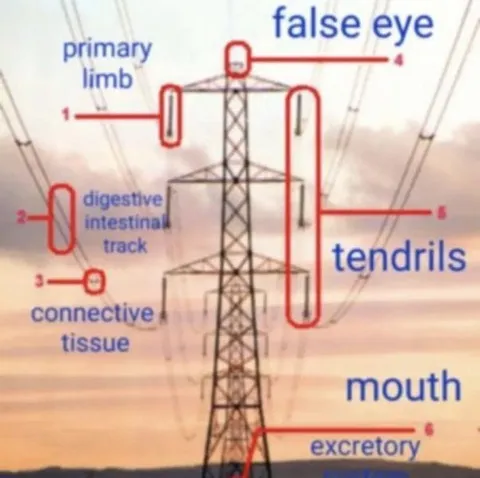 Transmission Tower Anatomy Diagram