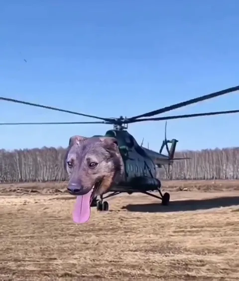Собачий вертолёт взлетает