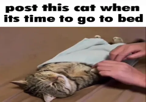 Cat Gets Tucked Into Bed
