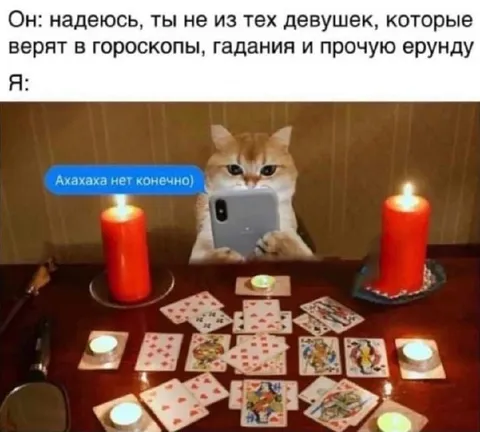 Кошка гадает на картах