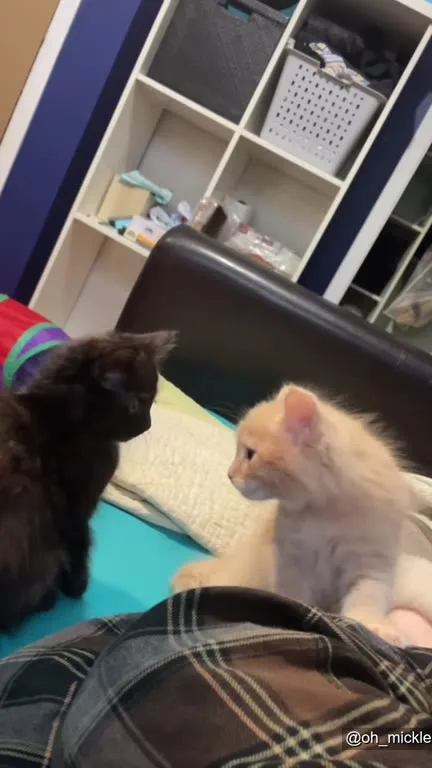 Котята начинают драку