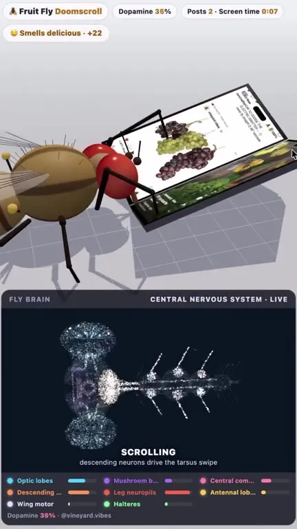 Fruit Fly Doomscrolling for Dopamine