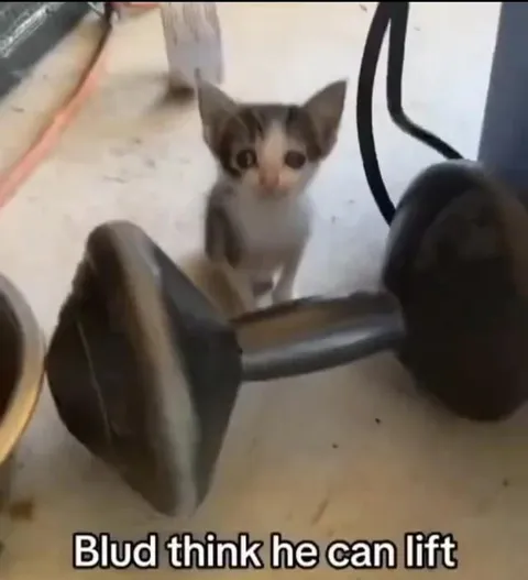 Kitten Thinks He Can Lift
