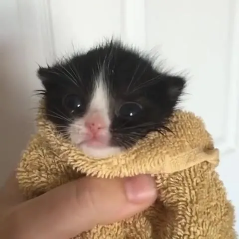 Крошечный котёнок в полотенце