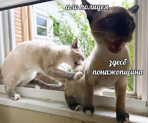 Коты устроили поножовщину