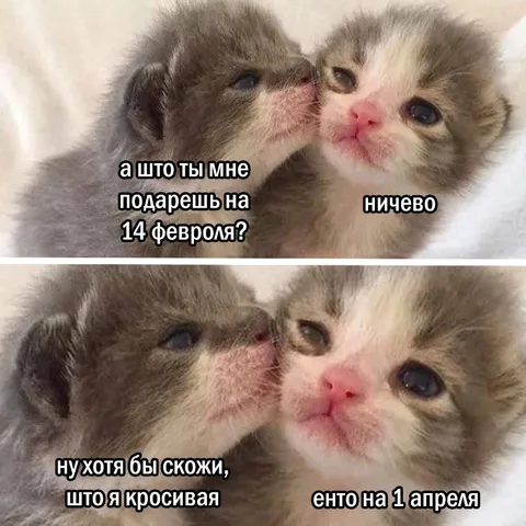 Котята про подарок на 14 февраля