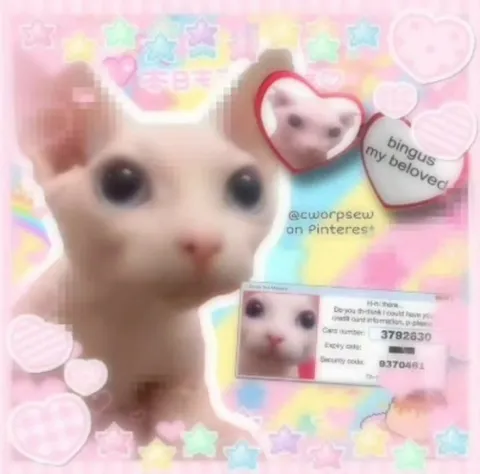 Bingus My Beloved