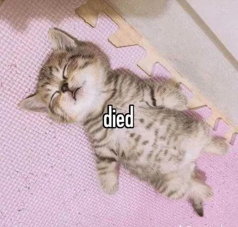 Sleeping Kitten Died