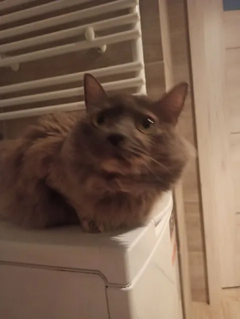 Кот на стиральной машине