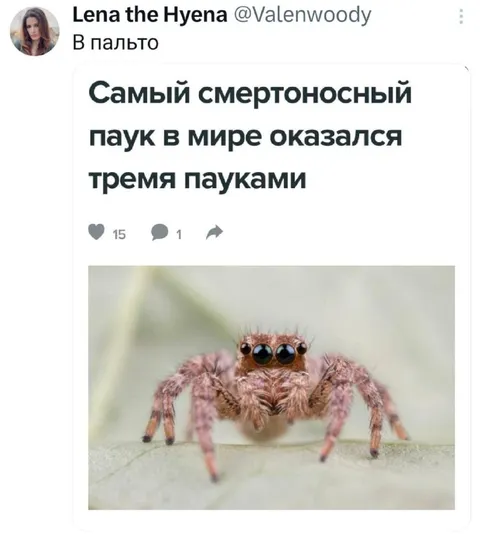 Самый смертоносный паук
