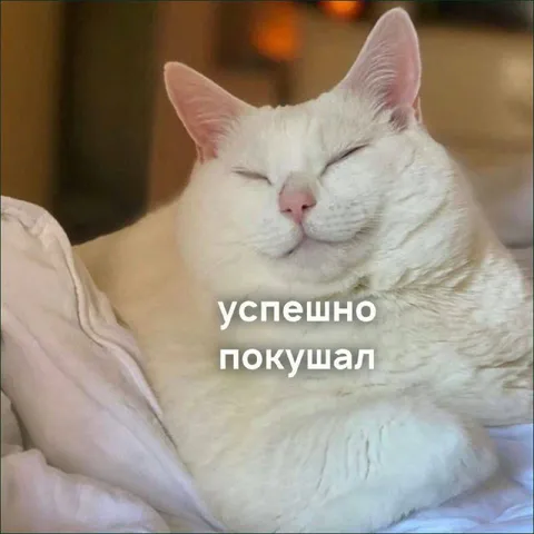 Успешно покушал белый кот