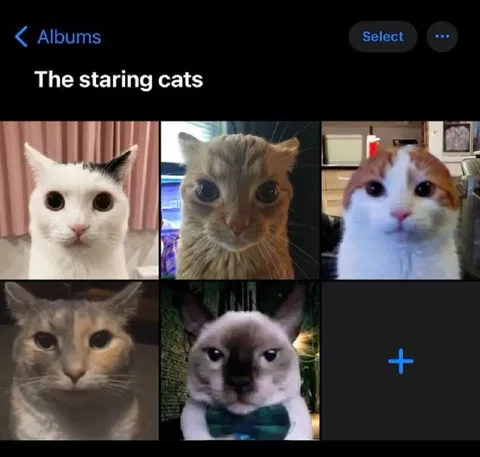 The Staring Cats Album