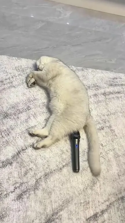 Кот проснулся от пука