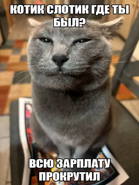 Котик слопал всю зарплату