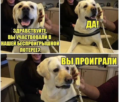 Беспроигрышная лотерея с собакой