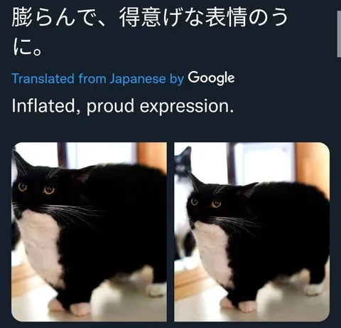 膨らんで得意げな猫