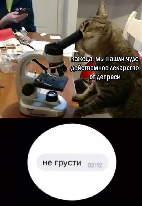 Кот нашёл лекарство от депрессии
