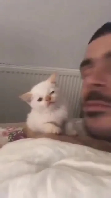 Котёнок смотрит с удивлением