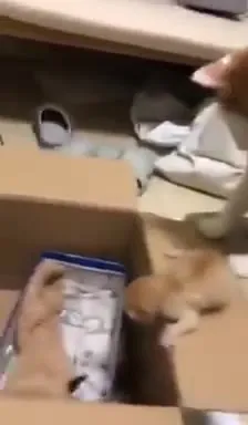 Кот укладывает котёнка в коробку