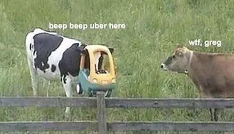 Cow Uber Pickup