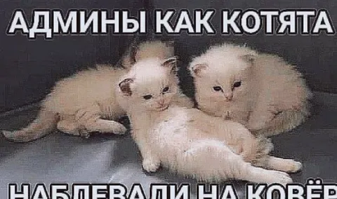 Админы как котята