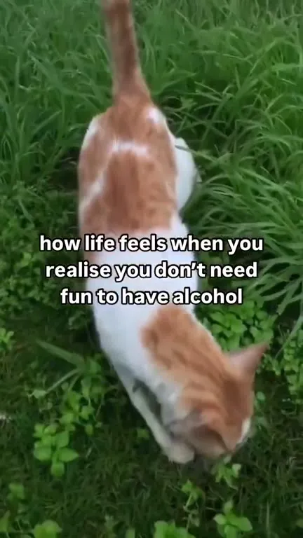 Cats Discover Alcohol-Free Fun