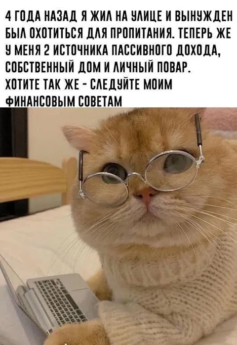 Кот даёт финансовые советы