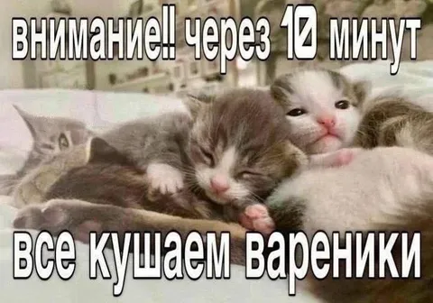 Котята и вареники через 10 минут