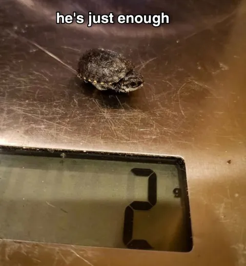 He's Just Enough Turtle