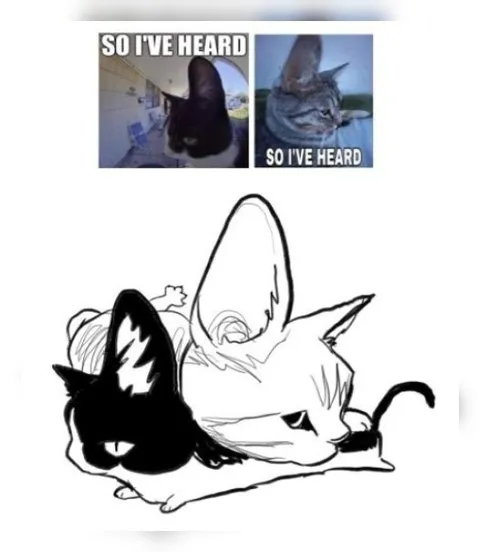So I've Heard Cats