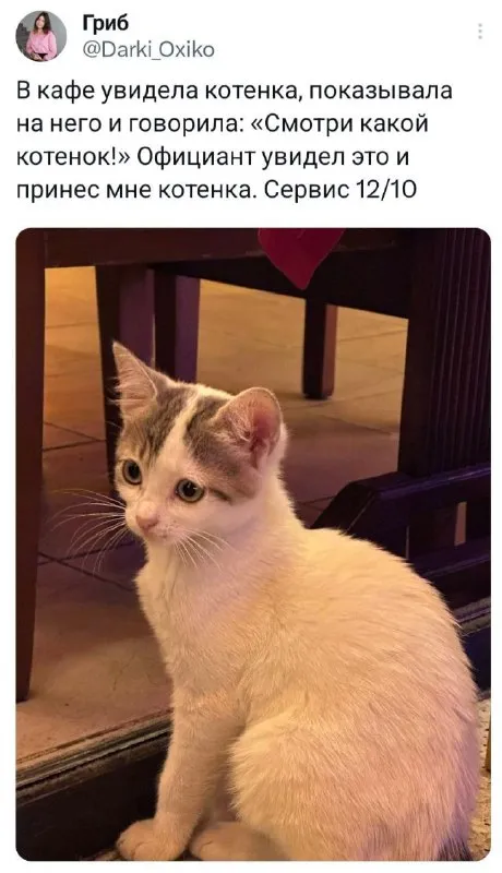Официант принёс котёнка