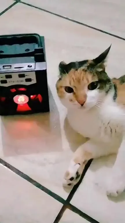 Кошка слушает музыку