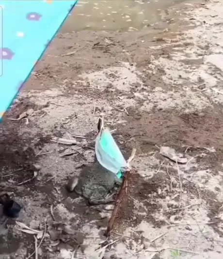 Лягушка попалась в ловушку