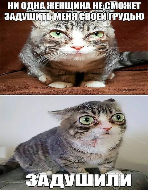 Кот, которого всё-таки задушили