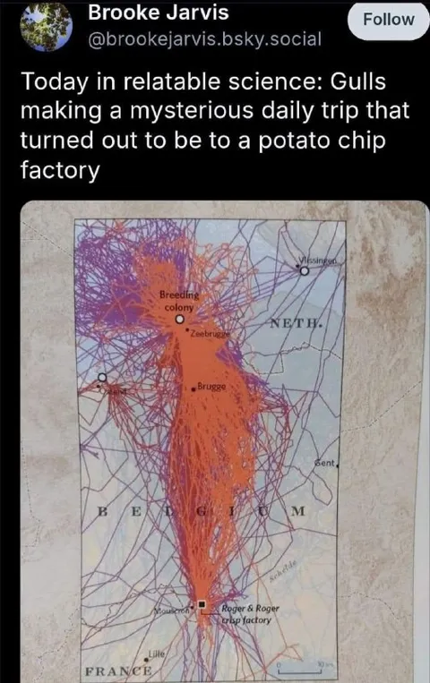 Gulls' Daily Potato Chip Trip