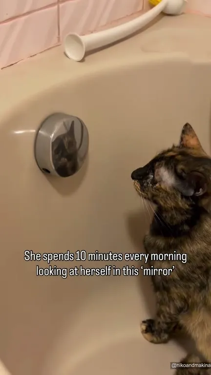 Cat Admiring Herself in the Mirror