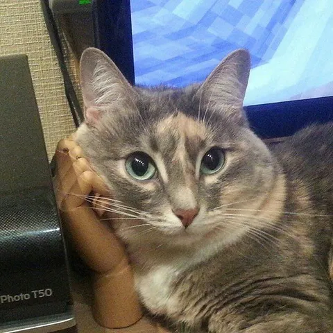 Кот с рукой на щеке