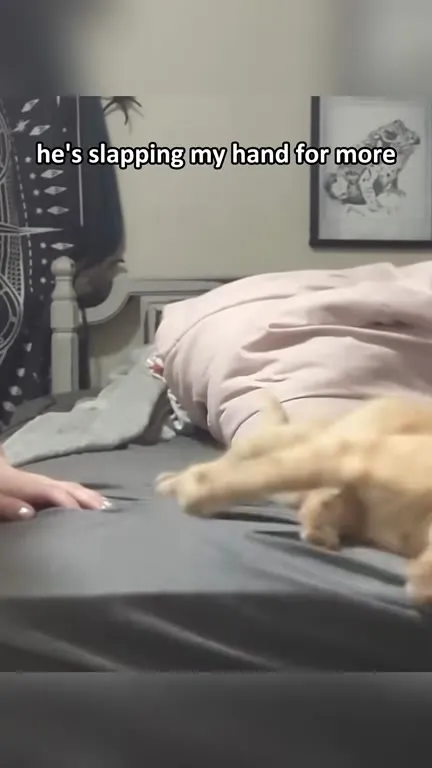 Aggressively Spanked Cat