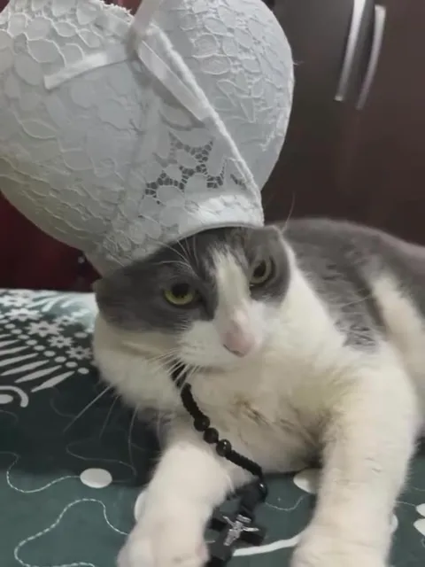 Кот в свадебной короне