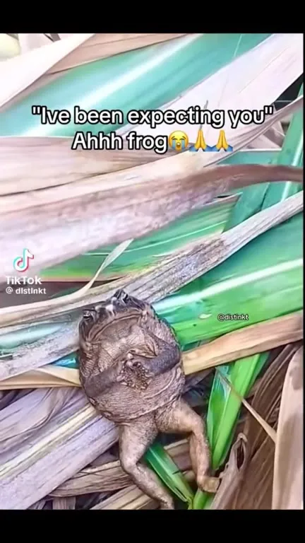 I've Been Expecting You Frog